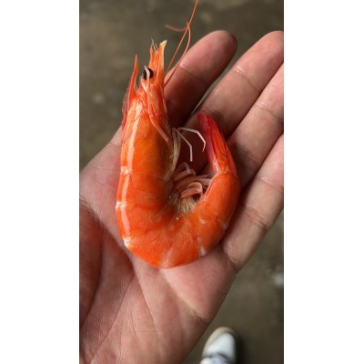 盐田虾盐田香虾盐田熟虾南美白对虾白灼虾图4