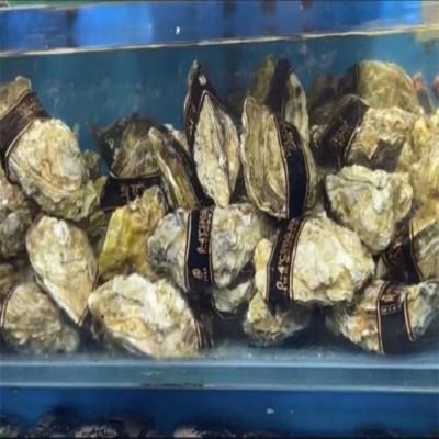 生蚝 批发水产海鲜牡蛎带壳 蛎蛤 牡蛤 左壳 鲜蚵一盒30只图3