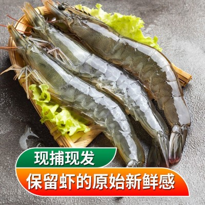 青岛大虾整箱海鲜鲜活速冻大冷冻基围虾鲜虾海虾对虾青虾生鲜批发图3