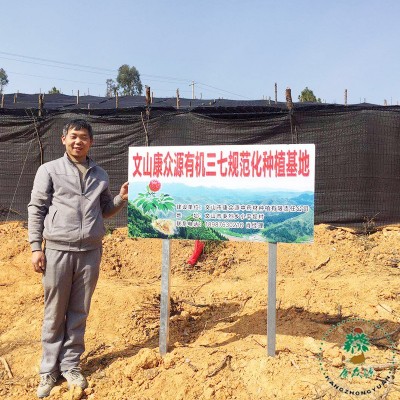 文山三七手工水洗不打蜡足头云南三七原产地三七粉田七厂家直销图4