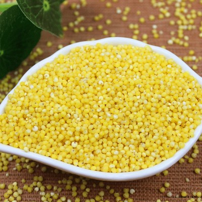大黄米 东北农家自产新鲜粘糯大黄米 包粽子米黄米饭杂粮500g批发图3