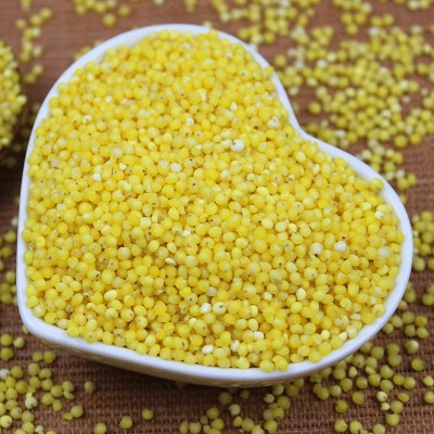 大黄米 东北农家自产新鲜粘糯大黄米 包粽子米黄米饭杂粮500g批发图2