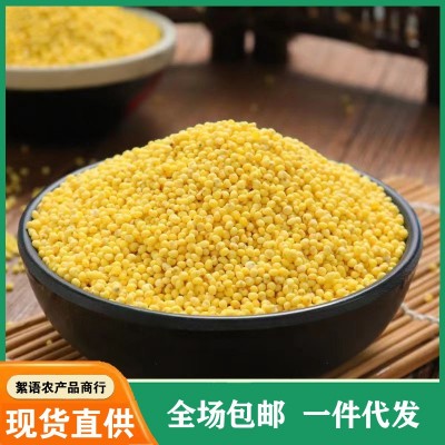 大黄米 东北农家自产新鲜粘糯大黄米 包粽子米黄米饭杂粮500g批发