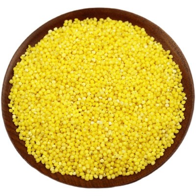 大黄米 东北农家自产新鲜粘糯大黄米 包粽子米黄米饭杂粮500g批发图5