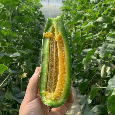 山东聊城博洋61羊角蜜代发3斤头茬脆甜多汁孕妇水果非路宝甜瓜图3
