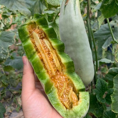山东聊城博洋61羊角蜜代发3斤头茬脆甜多汁孕妇水果非路宝甜瓜图2