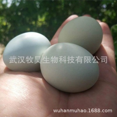 湖北农村绿壳土鸡蛋批发山林放养绿壳鸡蛋货源充足360枚/箱图2