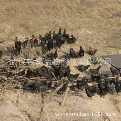 湖北农村绿壳土鸡蛋批发山林放养绿壳鸡蛋货源充足360枚/箱图3