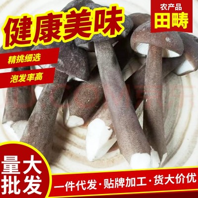 包邮黑皮新鲜鸡枞菌批发酒店食用菌黑皮鸡枞煲汤新鲜荔枝菌鸡枞菌图4