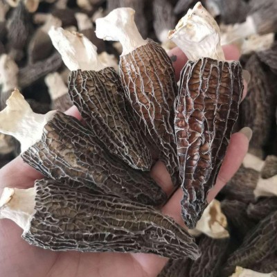 羊肚菌干货 云南特产非野生传统滋补品大号剪脚羊肚菌批发 500g图4