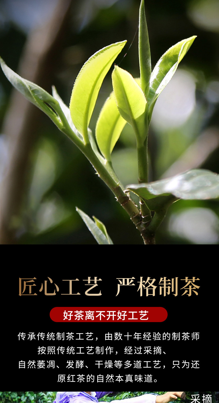 二叶金毫_03