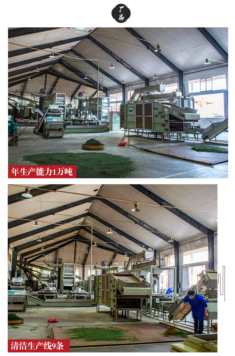 恩施伍家台贡茶炒青一号_15