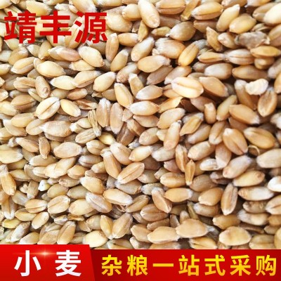 甘肃靖远小麦批发 大量出售小麦 批发供应五谷杂粮