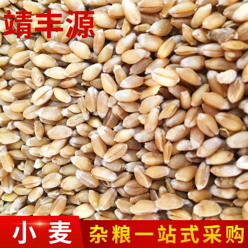小麦