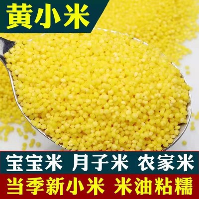 批发内蒙小米 河北小米 新黄小米 宝宝米杂粮米量大从优 现货供应