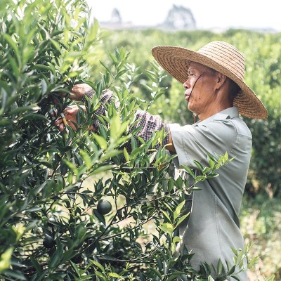 新会普洱熟茶 云南勐海陈皮柑普茶 浓香天马头采特级小青柑批发图5
