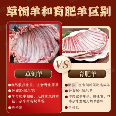 首菜首家 苏尼特羊排肋排烧烤食材冷冻食品1斤/件羔羊排羊肉批发图3