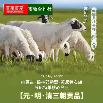 首菜首家 苏尼特羊排肋排烧烤食材冷冻食品1斤/件羔羊排羊肉批发图2