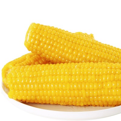 香糯玉米棒子真空包装苞米即食甜玉米粗粮粘玉米东北玉米批发图4