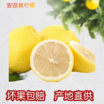 产地直发黄柠檬 5斤新鲜当季水果皮薄多汁大果非柠檬干一件代发