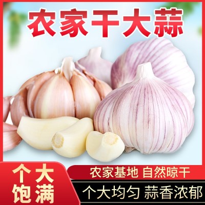 【鲜干蒜】鲜蒜大蒜头紫皮新大蒜干中大果源头直发支持一件代发图3