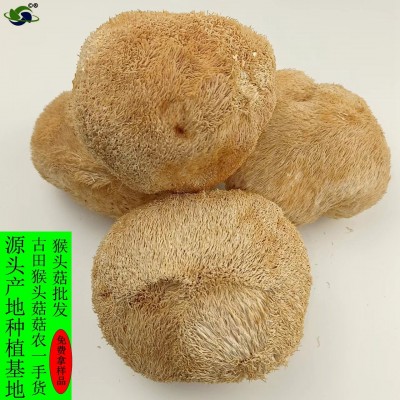 鑫榕钰 猴头菇批发干货 古田猴头菇大朵剪脚无根猴头菇8到12公分