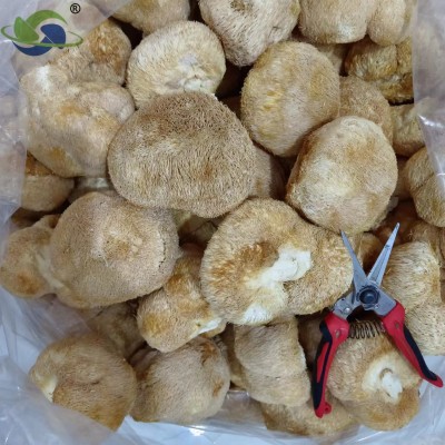 鑫榕钰 猴头菇批发干货 古田猴头菇大朵剪脚无根猴头菇8到12公分图3