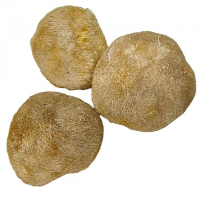鑫榕钰 猴头菇批发干货 古田猴头菇大朵剪脚无根猴头菇8到12公分图5