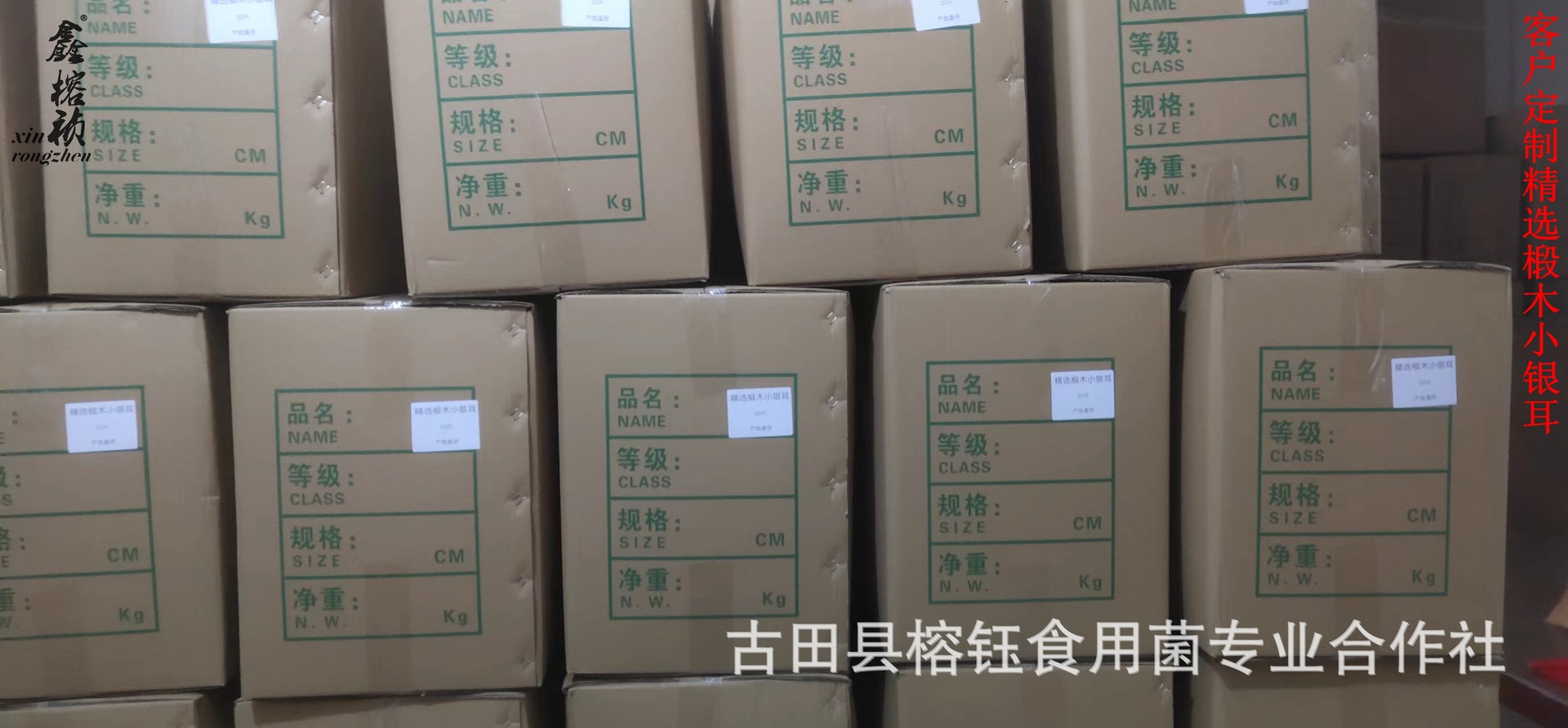 金黄色椴木小耳详情宝贝