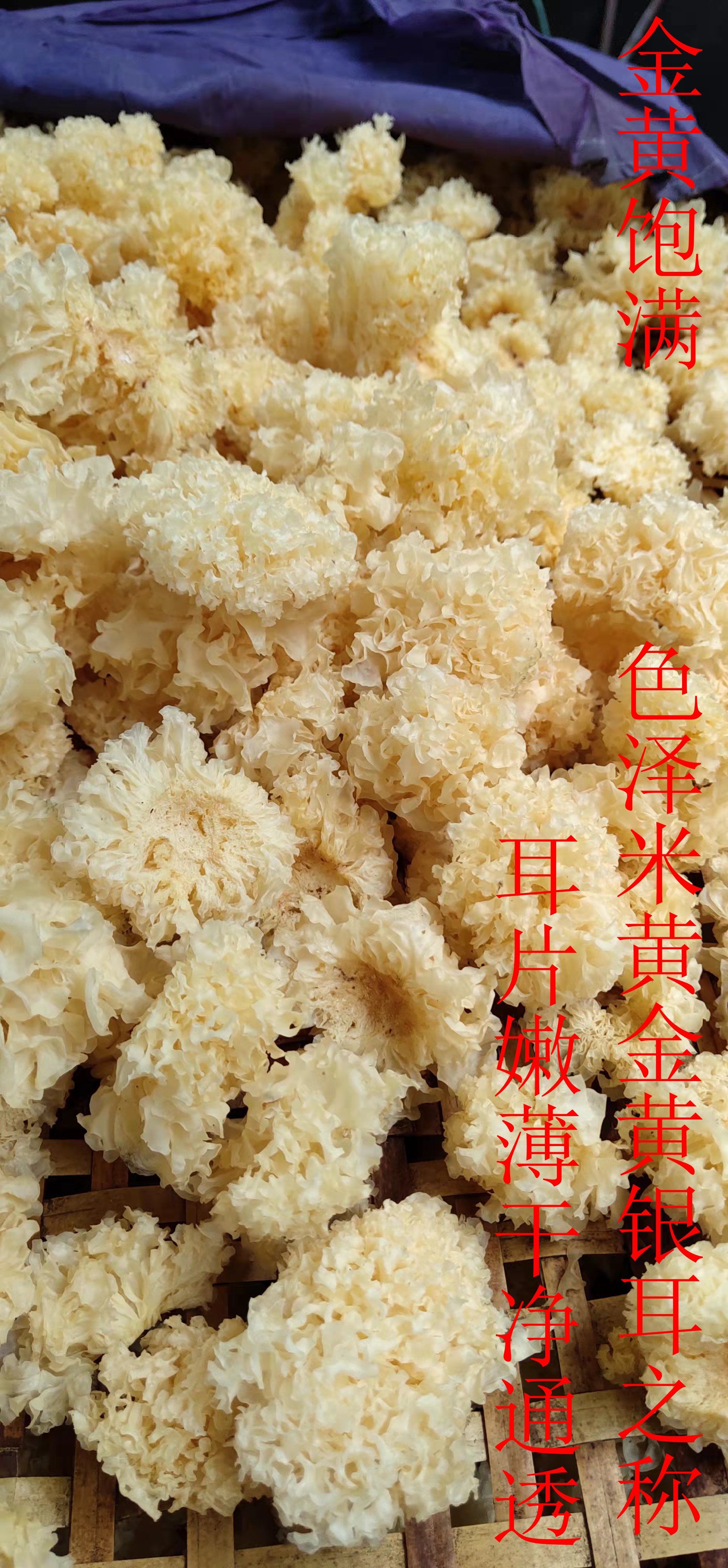 白色椴木小银耳详情宝贝