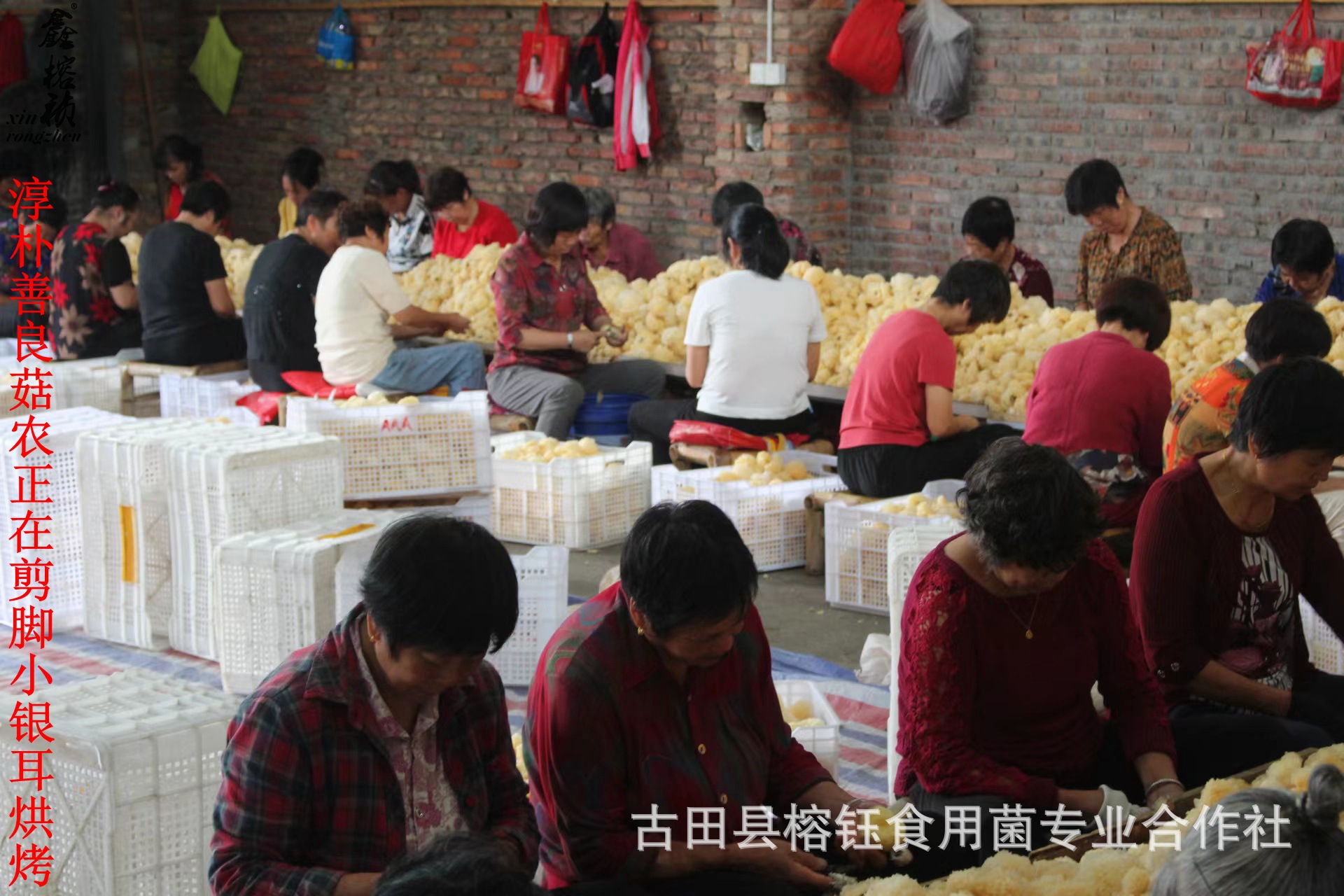 金黄色椴木小耳详情宝贝