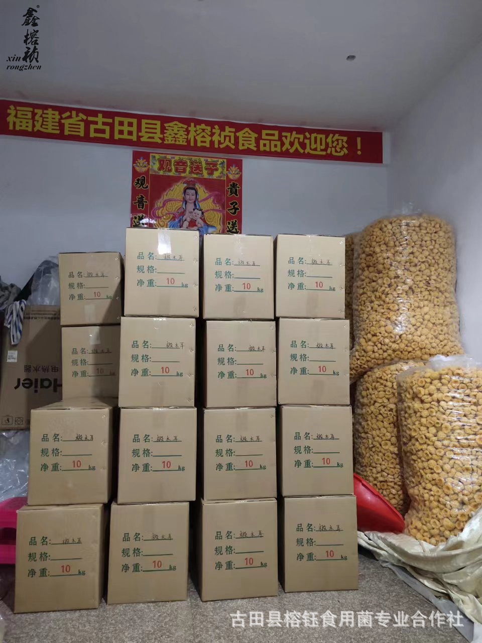 金黄色椴木小耳详情宝贝