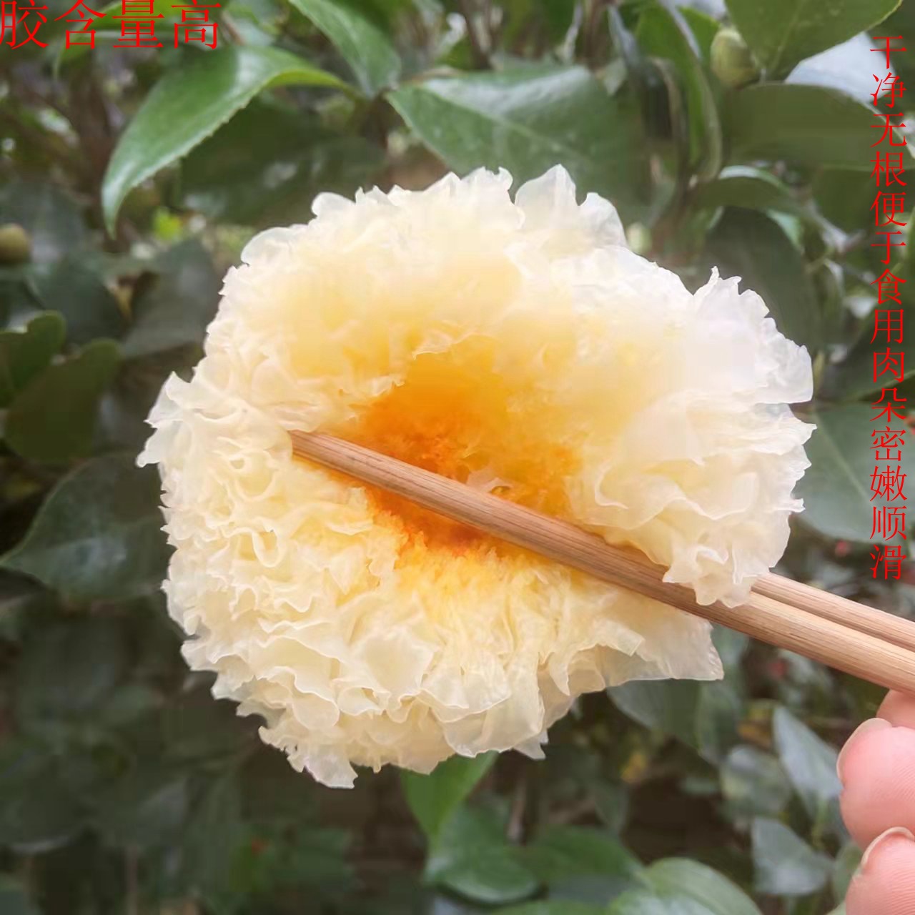 2020年春季椴木小银耳详情宝贝主图