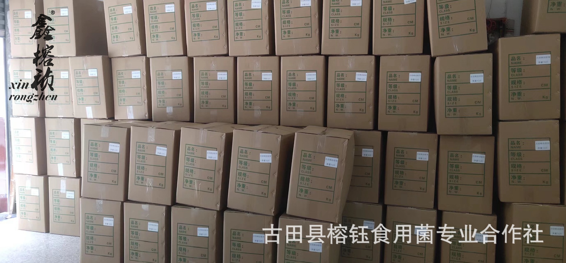 金黄色椴木小耳详情宝贝