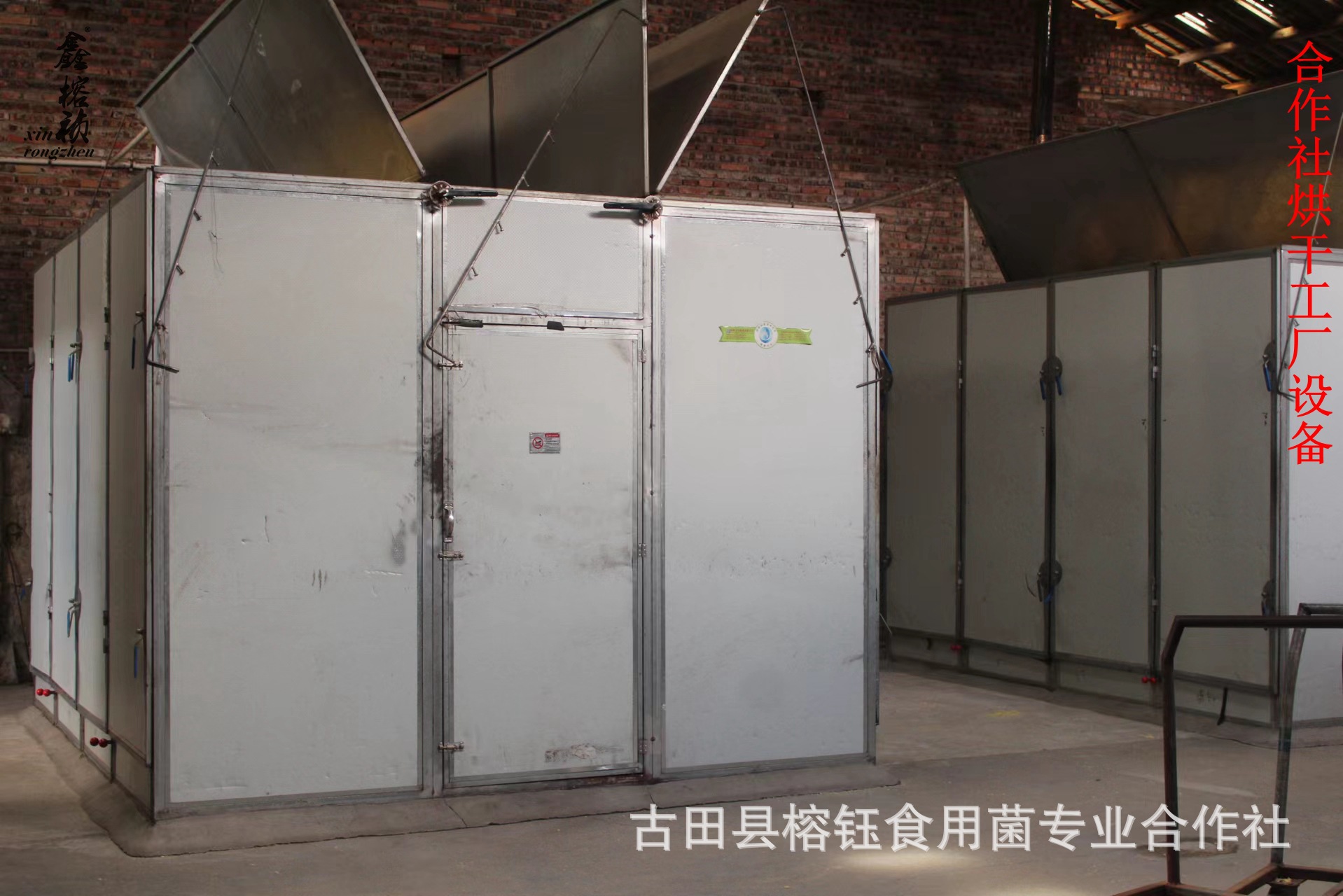 金黄色椴木小耳详情宝贝
