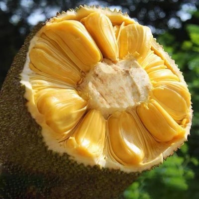 海南鲜菠萝蜜新鲜水果当季现摘现发浓香脆甜原产地整个包邮批发图3