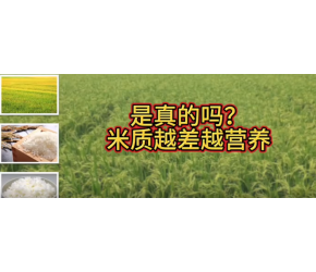 蛋白质含量越高越营养，蛋白质含量和食味是什么关系呢？#传播农业小知识 #关注三农服务百姓 #乡村守护人 #水稻老夏