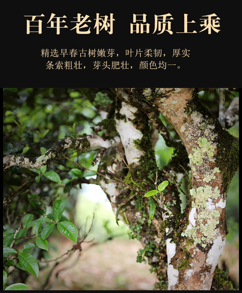 老班章sg_05.jpg