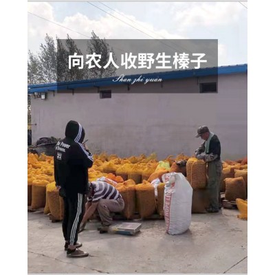 东北特产榛子臻心庄园开原榛子礼盒2500g坚果零食 支持代发图5