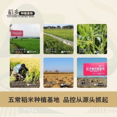 稻乡五常大米核心产区五常稻花香2号 规格5kg真空包装 大米批发图3