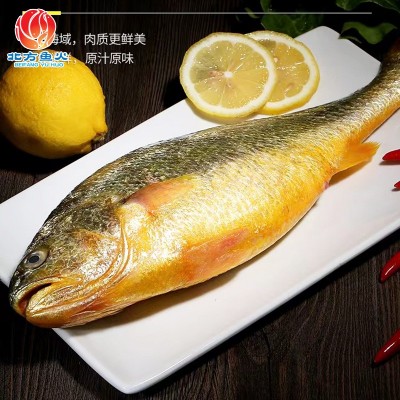 酒店烧烤煲汤新鲜黄花鱼冷冻海捕鱼水产鲜活大黄花鱼整条海鲜批发图4