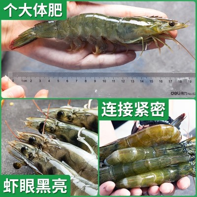 青岛大虾海虾白虾冷冻水产新鲜国产海捕冻虾河虾基围虾图4