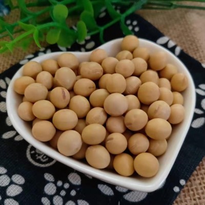 黄豆批发东北大粒黄豆 豆腐豆浆豆制品食品原料 袋装大豆25kg图3