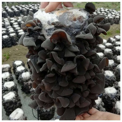 东北特产干货西丰秋木耳批发 500g散装黑山菜无根无筋干木耳图5