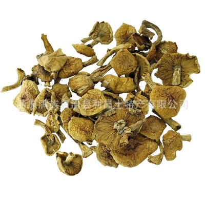 【散货滑子菇】东北特产原产地厂家批发肉厚饱满菌菇滑子菇干货图4
