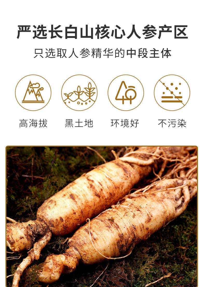 红参_04.jpg