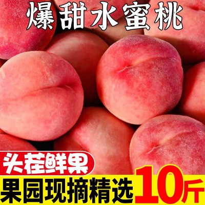 阳山水蜜桃水果现货3/5/10斤新鲜当季桃子现摘脆甜毛密桃批发包邮