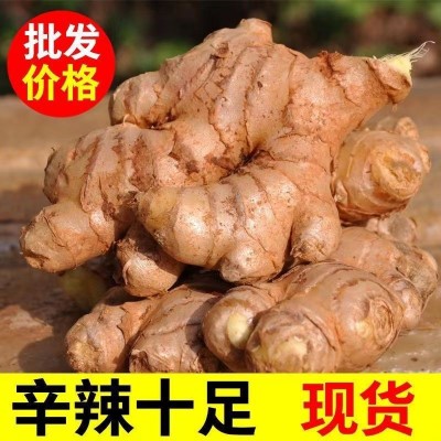 生姜小黄姜云南新鲜现挖新鲜现挖老姜嫩姜仔姜姜整箱批发一件批发图2