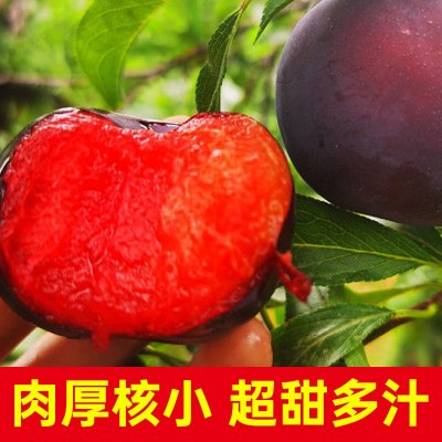 正宗血丝玫瑰李血李红心李子风味脆甜布林孕妇新鲜整箱李子布林图3