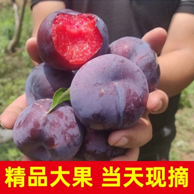 正宗血丝玫瑰李血李红心李子风味脆甜布林孕妇新鲜整箱李子布林图2